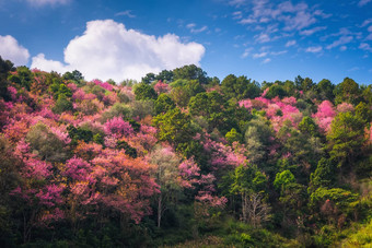 粉红色的<strong>樱花</strong>花开花春天季<strong>节</strong>美丽的盛开的樱桃蓝色的天空背景自然纯度开花<strong>樱花</strong>树分支自然植物植物区系