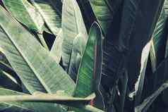 热带叶郁郁葱葱的树叶背景自然植物模式纹理常绿树叶子摘要自然绿色壁纸
