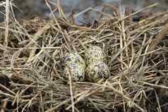 巢填满的足迹鸟鸡蛋