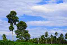 椰子树场蓝色的天空白色云夏天