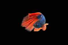 特写镜头时刻鱼搏鱼半月弯刀蓝色的身体红色的尾巴黑色的