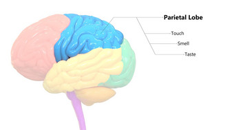 中央器官人类紧张系统大脑叶额叶标签解剖学
