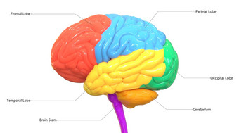 中央器官人类紧张系统大脑叶标签解剖学<strong>横向</strong>视图