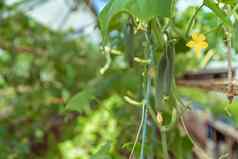 绿色黄瓜日益增长的温室农场健康的蔬菜农药有机产品复制空间