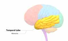 中央器官人类紧张系统大脑叶时间叶标签解剖学