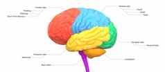 中央器官人类紧张系统大脑叶标签解剖学横向视图