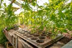 番茄幼苗温室生物农场