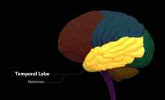 中央器官人类紧张系统大脑叶时间叶标签解剖学