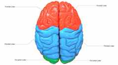 中央器官人类紧张系统大脑叶标签解剖学优越的视图