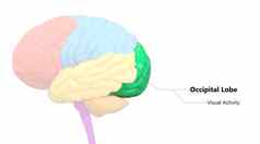 中央器官人类紧张系统大脑叶枕叶标签解剖学