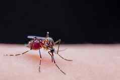 特写镜头条纹蚊子吃血人类皮肤