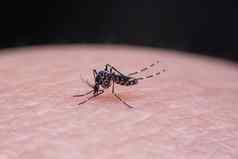 特写镜头条纹蚊子吃血人类皮肤
