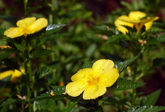 毛茛属植物花<strong>雨</strong>