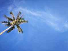 夏天自然场景热带植物椰子棕榈树蓝色的天空背景