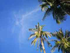 夏天自然场景热带植物椰子棕榈树蓝色的天空背景