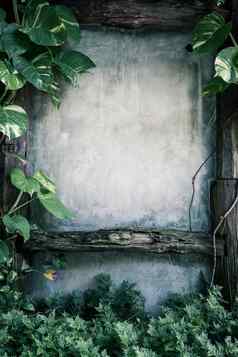 绿色叶植物难看的东西墙背景古董效果圈