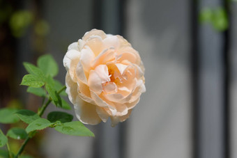 美丽的橙色玫瑰<strong>花水</strong>下降雨超越