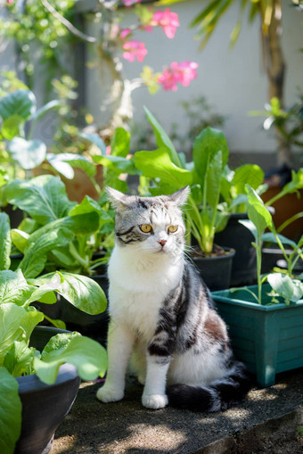 可爱的可爱的猫美丽的黄色的眼睛坐中国人卡巴