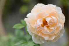 美丽的橙色玫瑰花水下降雨超越