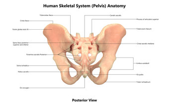 人类<strong>骨</strong>架系统<strong>骨盆骨</strong>关节标签解剖学后视图