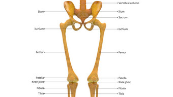 人类骨架系统<strong>骨关节</strong>标签解剖学前视图