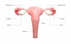 女生殖系统标签解剖学后视图