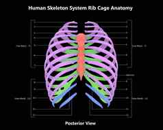 人类骨架系统肋骨笼子里标签解剖学后视图