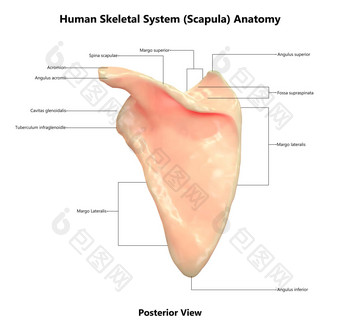 人类骨架系统肩胛骨骨关节标签解剖学后视图