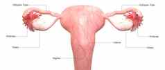 女生殖系统标签解剖学后视图