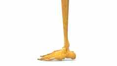 人类骨架系统腿骨关节解剖学