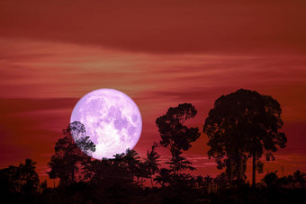 超级<strong>紫</strong>色的<strong>月亮</strong>回来轮廓树云晚上天空