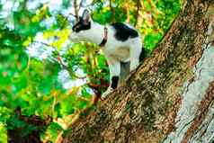 暹罗猫爬树抓松鼠克林姆