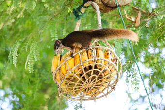 松鼠树吃香蕉水果篮子