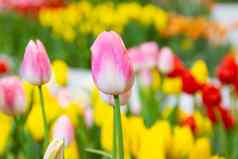 粉红色的郁金香花美丽的花花园植物郁金香斯普尔