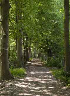 森林走路径荷兰自然