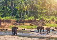 大象丛林河洗休闲户外