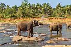 大象群丛林河