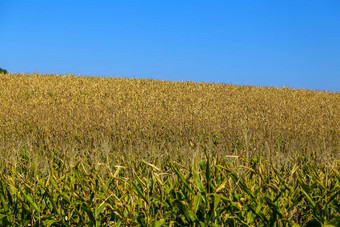 全景农业玉米种植结实的矮农田作物