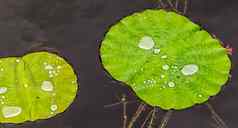 莲花花水滴绿色叶子池塘