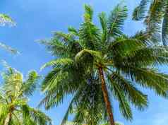 椰子棕榈树的角度来看视图蓝色的天空