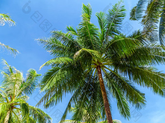 <strong>椰子棕榈</strong>树的角度来看视图蓝色的天空