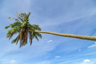热带植物倾斜的<strong>椰子棕榈</strong>背景