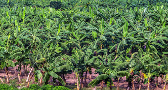 香蕉种植园有机作物棕榈场