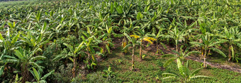香蕉种植园有机作物农村景观香蕉棕榈忠诚