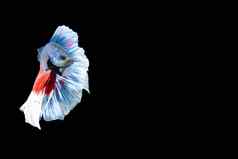 特写镜头时刻鱼搏鱼半月弯刀蓝色的红色的条纹黑色的引入