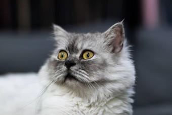 灰色的猫黄色的眼睛坐着相机国家环保<strong>总局</strong>