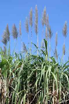 甘蔗花甘蔗种植园甘蔗植物成长场种植园糖狗树农场背景甘蔗场