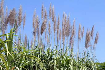 甘蔗花甘蔗种植园甘蔗植物成长场种植园糖狗树农场背景甘蔗场