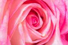 宏花背景粉红色的玫瑰