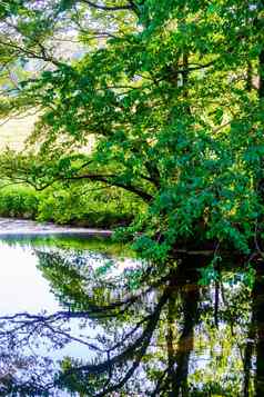 阳光明媚的夏天场景小河绿色树